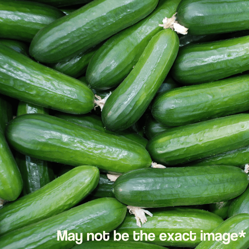 King Farm Inc., King Farm Bushcrop Cucumber Starter 4-Pack.